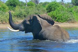 Botswana Wildlife Safari - Okavango, Chobe, Kalahari