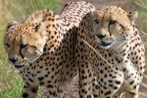 Kenya Wildlife Safari - Masai Mara, Amboseli, Great Migration