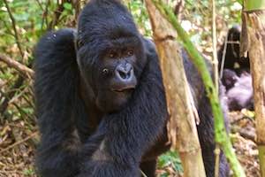 Rwanda Wildlife Safari - mountain gorillas and golden monkeys
