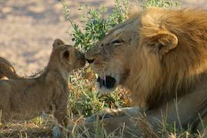 Tanzania Wildlife Safari - Ngorongoro, Serengeti, Great Migration