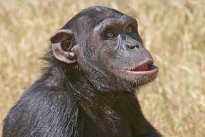 Uganda Wildlife Safari - gorilla & chimpanzee