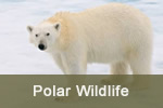 Polar Bear in Arctic Circle