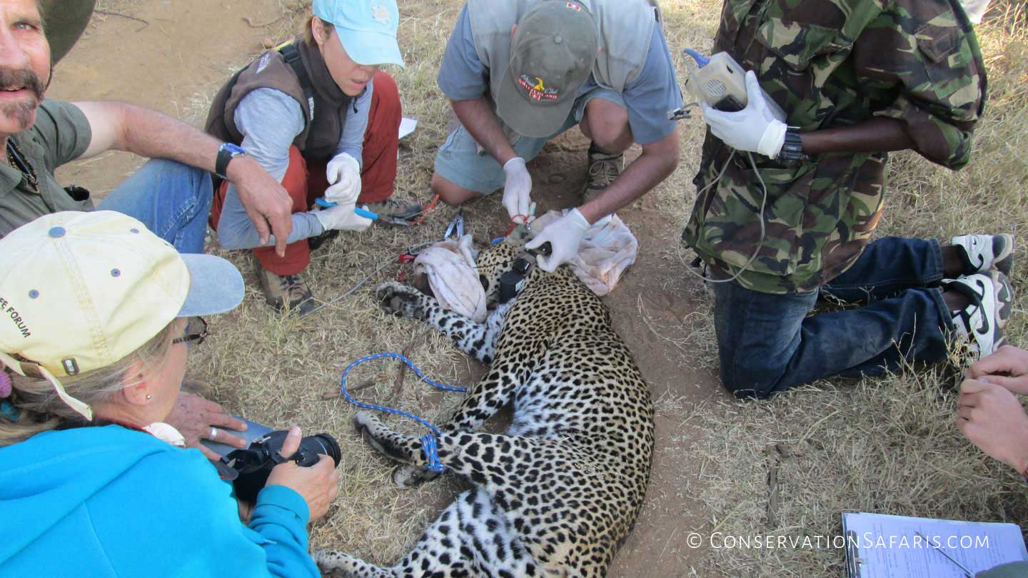 Leopard conservation & tagging, Kenya