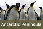 Penguins in Antarctica