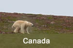 Polar Bear in Canada