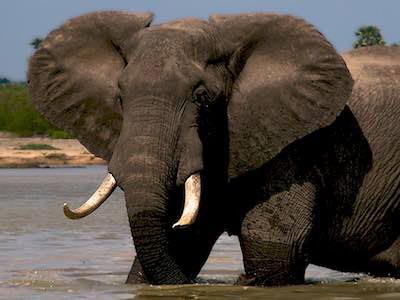 African Wildlife Safaris