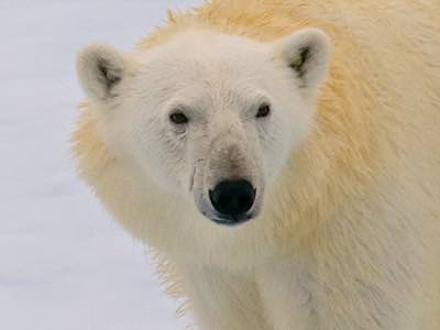 Arctic & Antarctic Wildlife Travel
